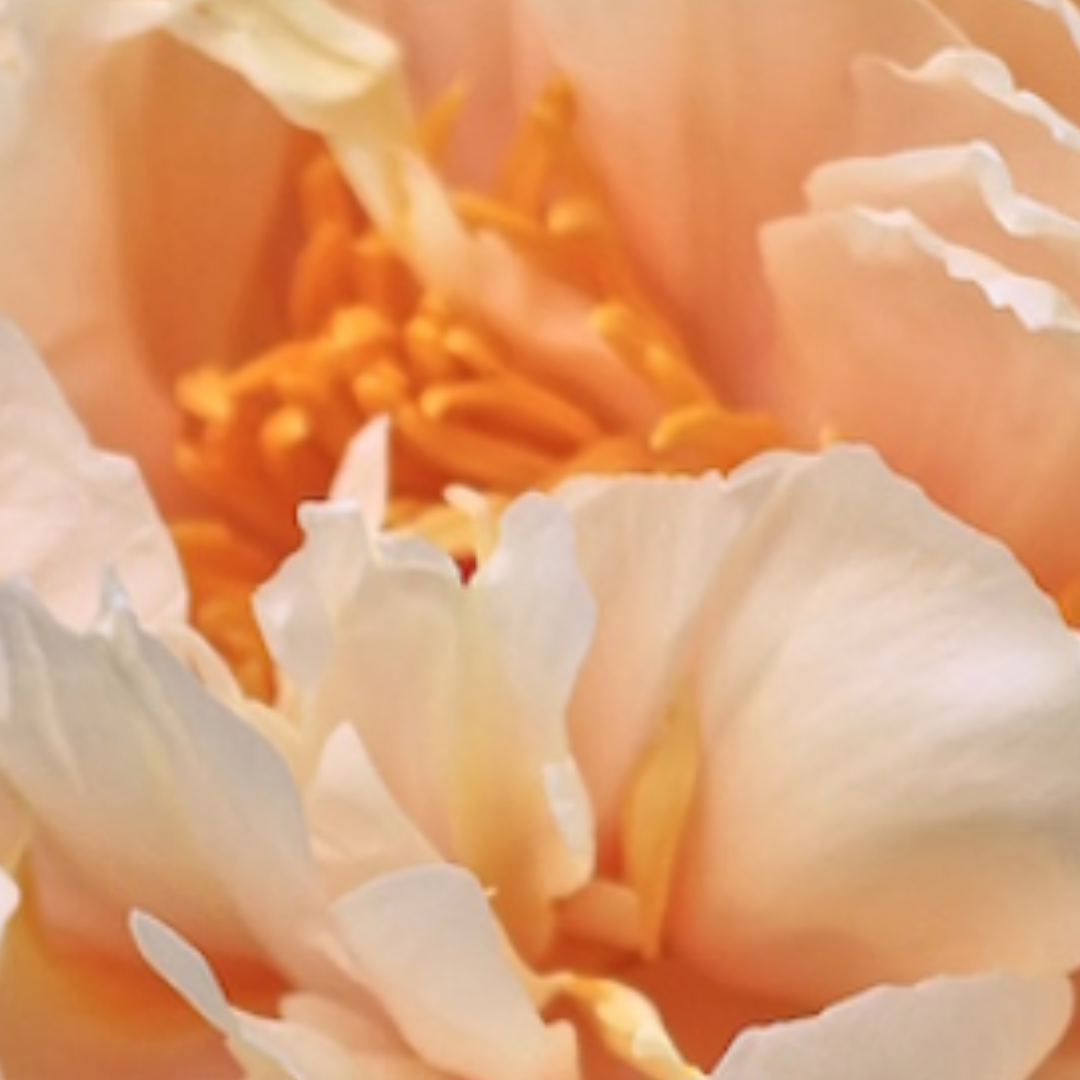 Pastelelegance | Most Desired Peony on the Market
