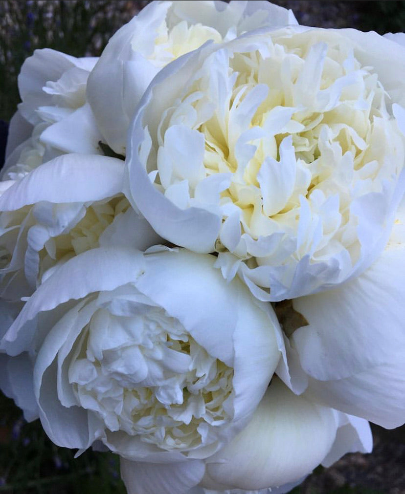 Duchesse de Nemours | Prominent Fragrant White Peony