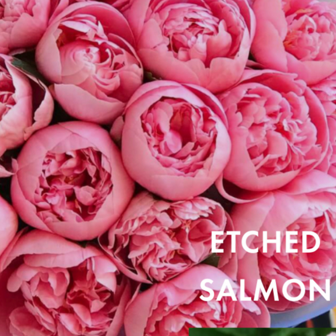 Etched Salmon | High End Pink Peony