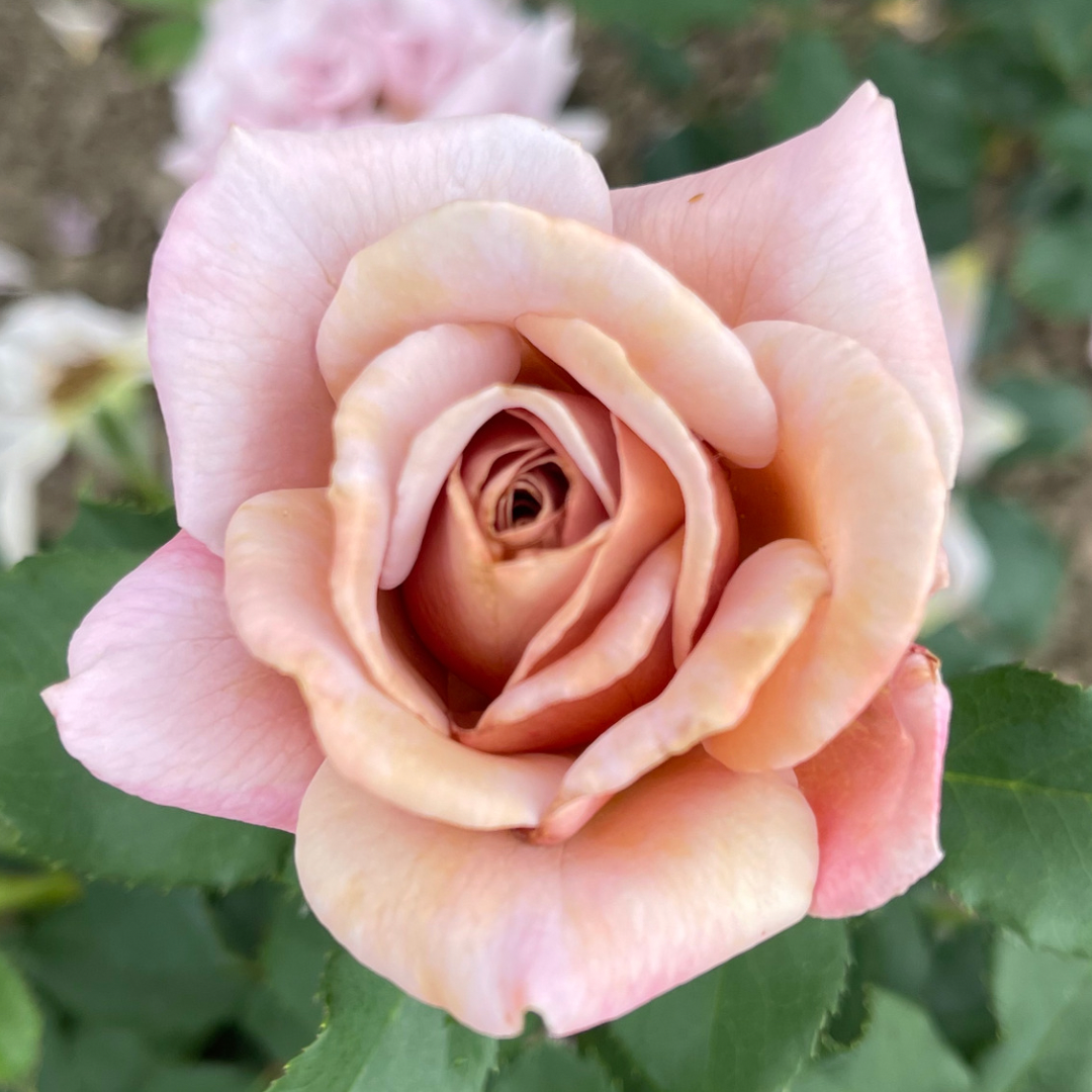 Koko LokoMC | Semaines Roses