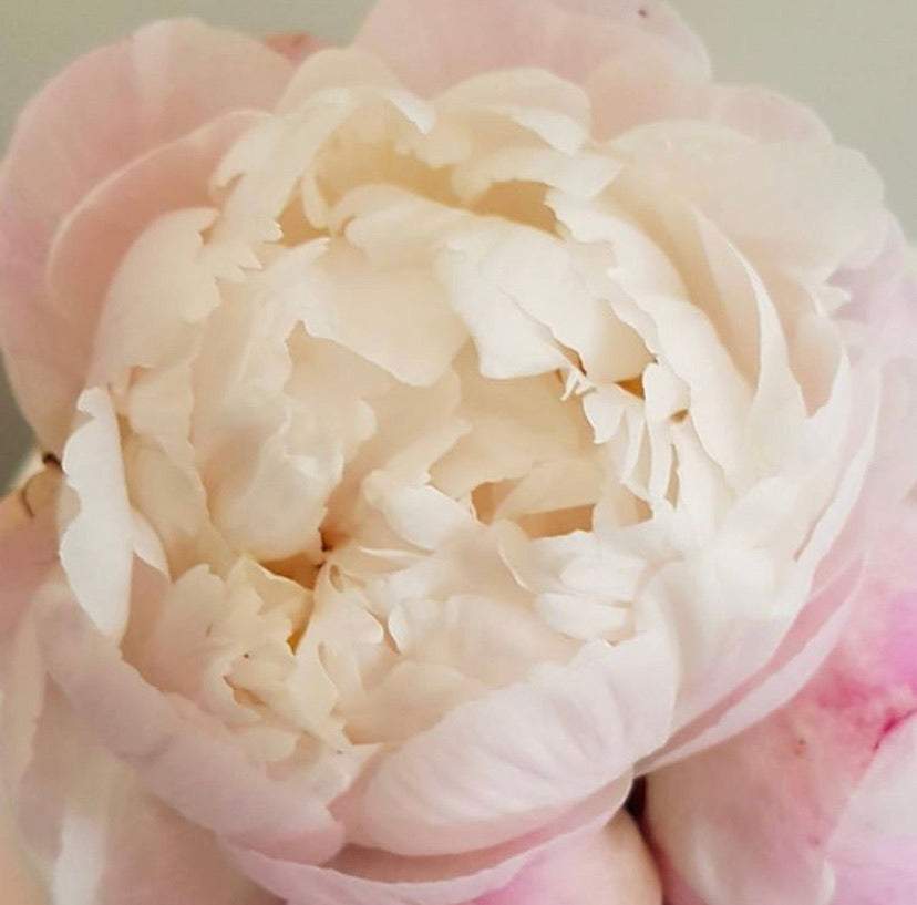 Gardenia | Fragrant Blush Peony