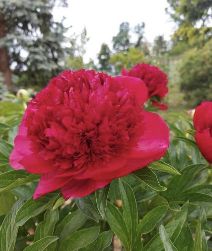 Red Charm | Standout Red Peony