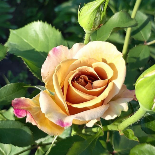 Miel Dijon™ | Rose grandiflore