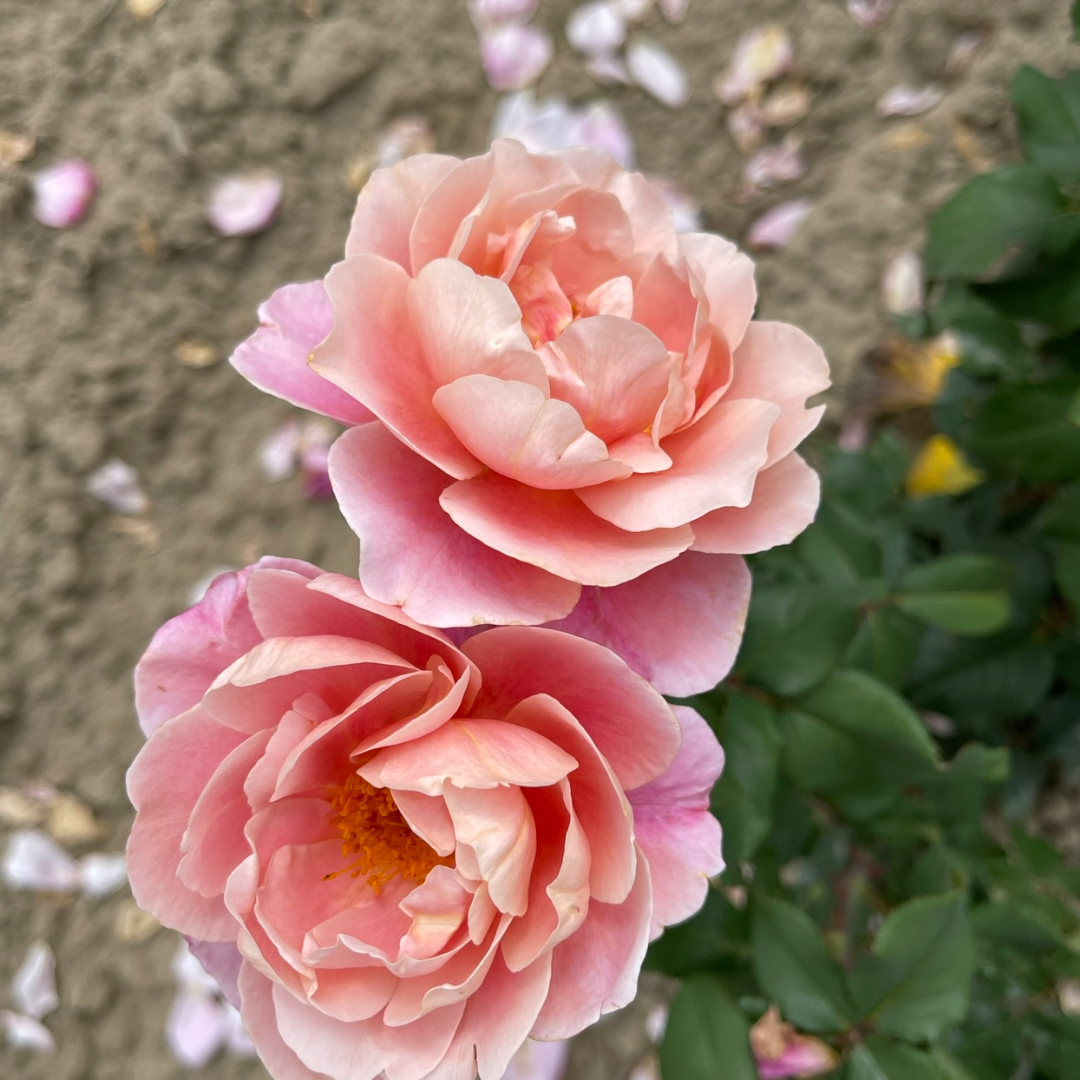 Tambours lointains | Semaines Roses